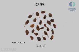 沙棘 标本图